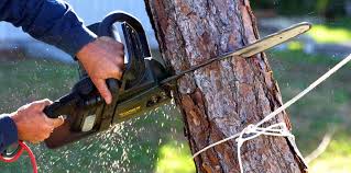 Best Root Management and Removal  in Albemarle, NC