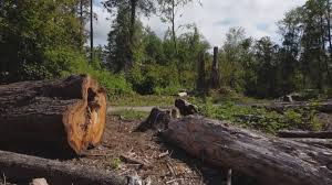  Albemarle, NC Tree Removal Pros