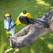 Best Tree Removal  in Albemarle, NC