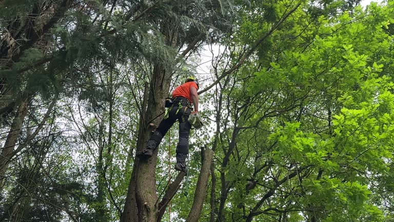 Best Tree Preservation Services  in Albemarle, NC