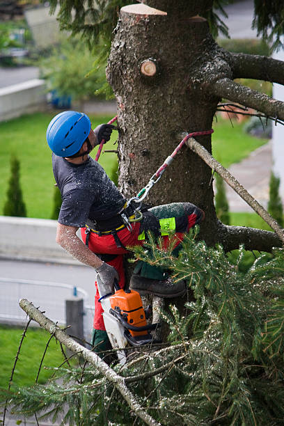 Best Hazardous Tree Removal  in Albemarle, NC