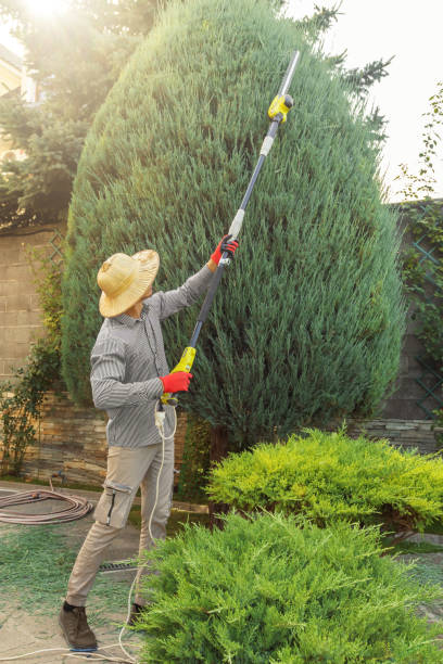 Best Mulching Services  in Albemarle, NC