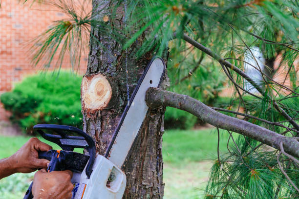 Leaf Removal in Albemarle, NC